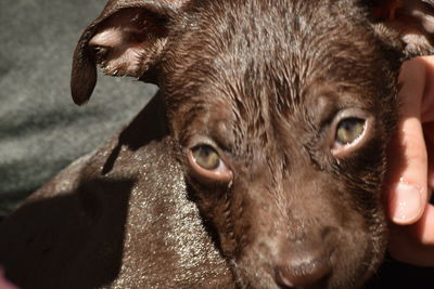 Close-up portrait of a dog