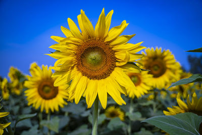 Close-up of yellow flowering plant against sky