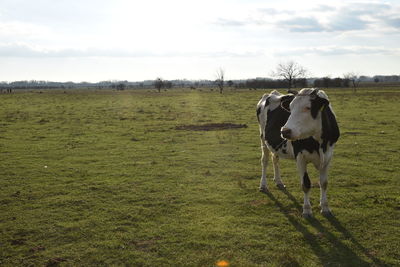 Cows in a field