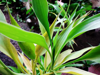 Close-up of plant growing on field