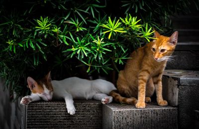 Cats on steps by plants