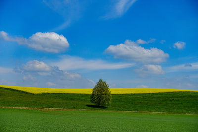 Scenic view of field against sky