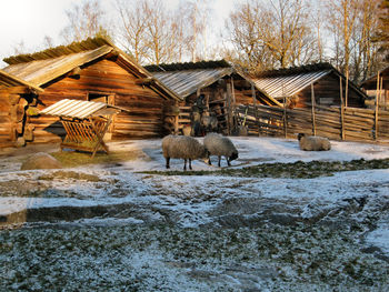 Sheep and man by log cabins on snow covered field