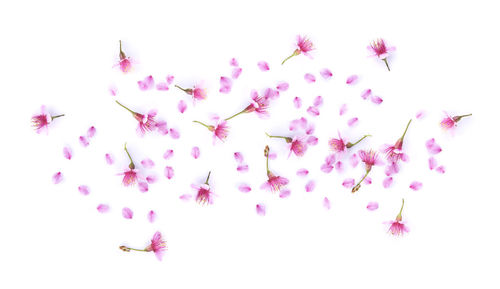 Close-up of pink cherry blossom against white background