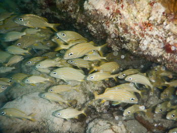 Fish swimming in sea