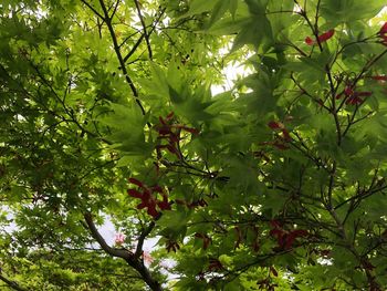 Full frame shot of flowering tree