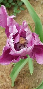 Close-up of pink flower