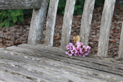 Close-up of pink flowering plants by wood