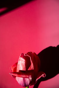 Close-up of pink rose against red background