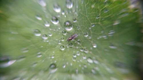 Close-up of water drops on leaf