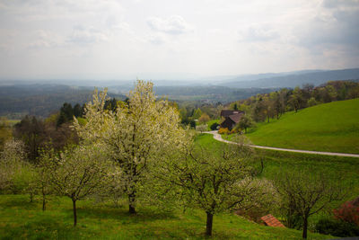 Trees on landscape against sky