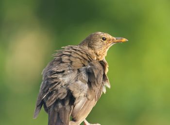 Close-up of bird perching outdoors