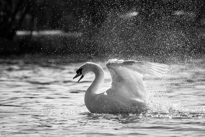 Duck swimming in lake