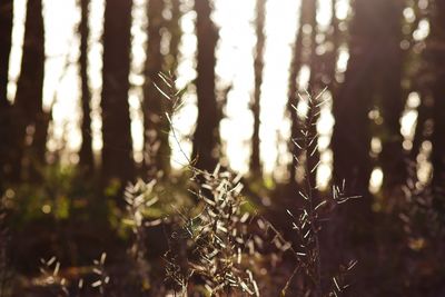 Close-up of plants against blurred background