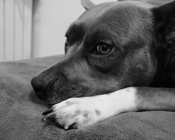 Close-up of a dog resting