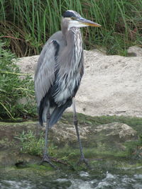 High angle view of gray heron perching on grass