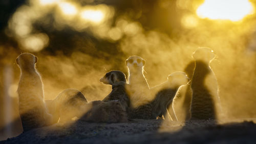 Meerkats family