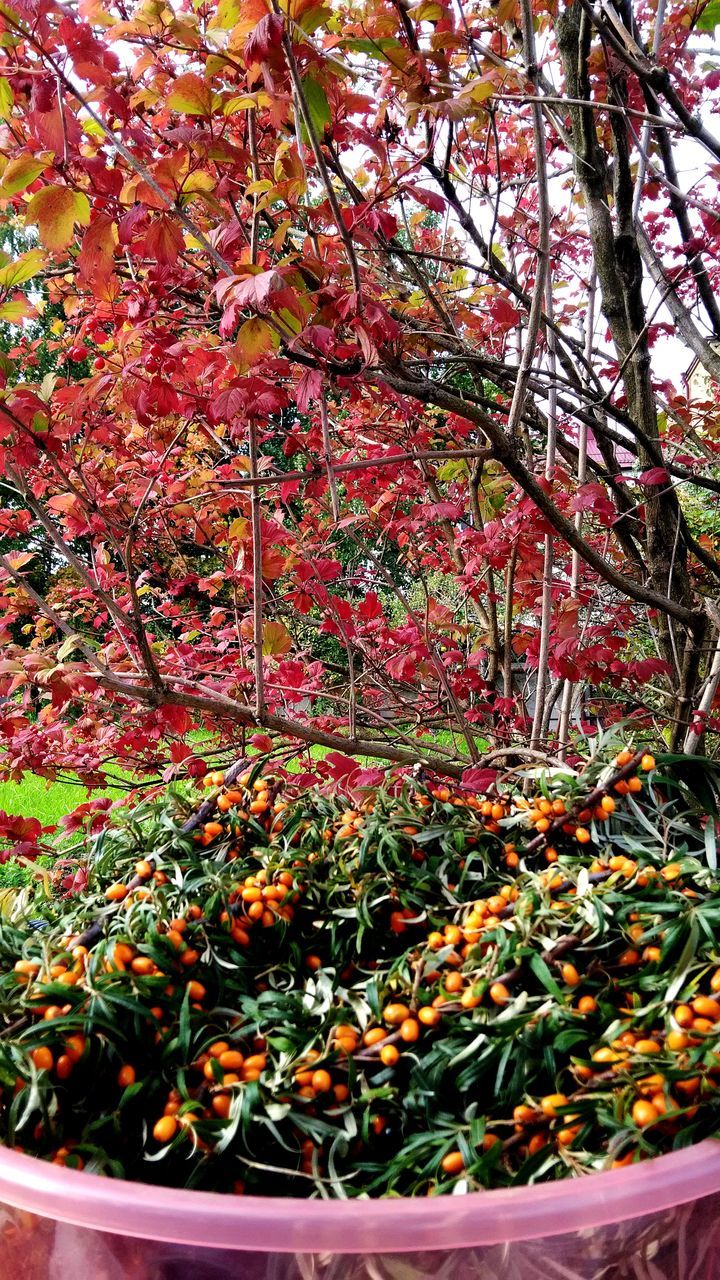 growth, nature, beauty in nature, tree, leaf, botany, flower, plant, no people, blossom, fragility, day, autumn, outdoors, branch, springtime, close-up, freshness, greenhouse