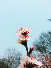 Low angle view of pink flowers blooming against sky