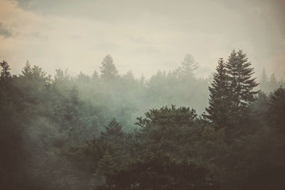 Pine trees in forest against sky