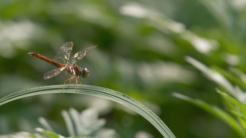 Close-up of butterfly on leaf