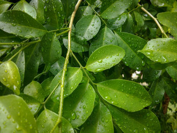 Full frame shot of wet leaves