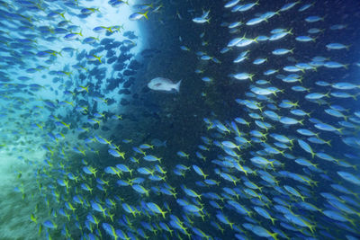 Fish swimming in sea