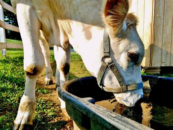 Close-up of cow on field