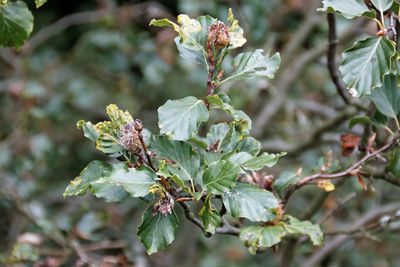 Close-up of flowering plant leaves on branch