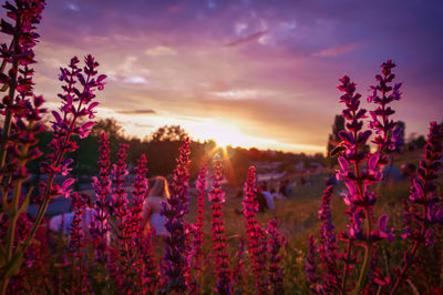 Close-up of purple flowering plants on field against sky during sunset
