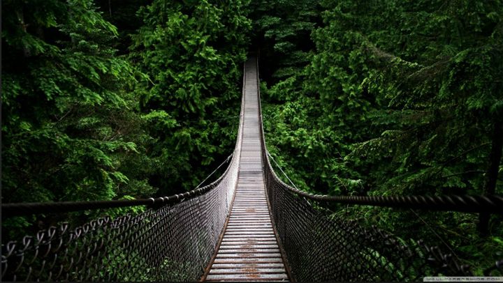 tree, railing, the way forward, green color, growth, steps, plant, footbridge, tranquility, forest, nature, lush foliage, steps and staircases, staircase, beauty in nature, high angle view, connection, green, tranquil scene, no people