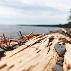 Close-up of log against sky