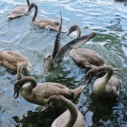 High angle view of swan swimming in lake