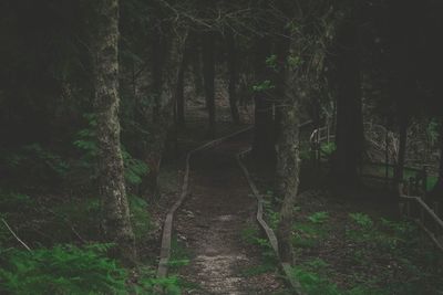 Trees in forest