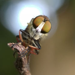 Close-up of fly