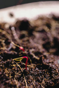 Close-up of insect on the ground