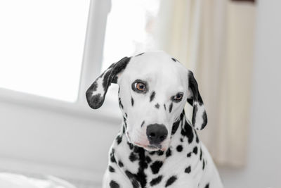 Close-up portrait of dog