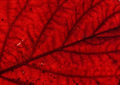 Close-up of red leaves on branch at night