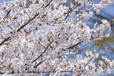 Low angle view of cherry blossom tree