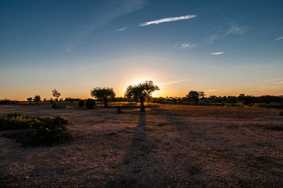 Silhouette trees on field against sky during sunset