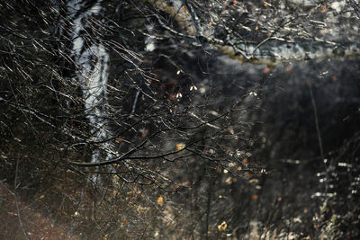 Close-up of wet tree during winter