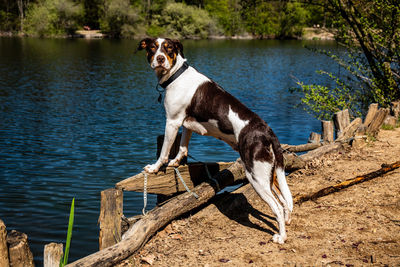 Dog standing by lake