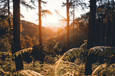 View of trees in forest during sunset