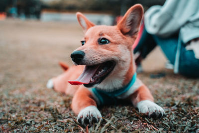 Close-up of dog looking away on field