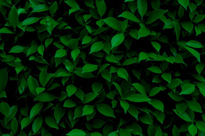 Full frame shot of green leaves