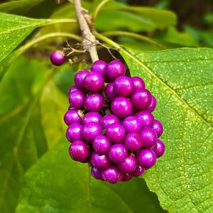 Close-up of grapes growing on plant