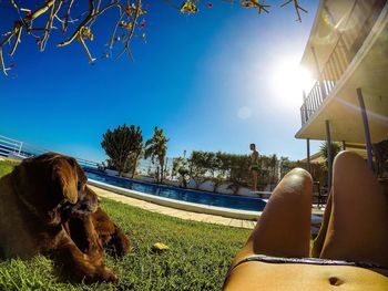 Dog on grass against clear sky