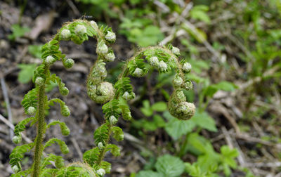 Close-up of fresh green plant