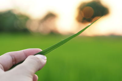Close-up of hand holding plant
