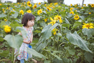 Cute girl standing amidst sunflower field